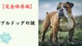 【完全保存版】ブルドッグの謎：なぜ「不屈のシンボル」なの？　強面（こわもて）に隠された究極の甘えん坊気質！
