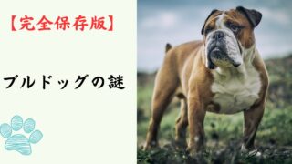 【完全保存版】ブルドッグの謎：なぜ「不屈のシンボル」なの？　強面（こわもて）に隠された究極の甘えん坊気質！