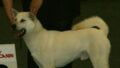 犬への薬の飲ませ方｜錠剤・粉薬のコツと、やってはいけないこと