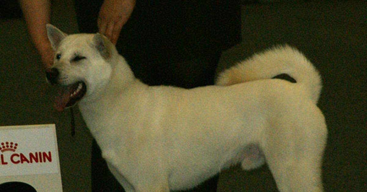 犬への薬の飲ませ方｜錠剤・粉薬のコツと、やってはいけないこと