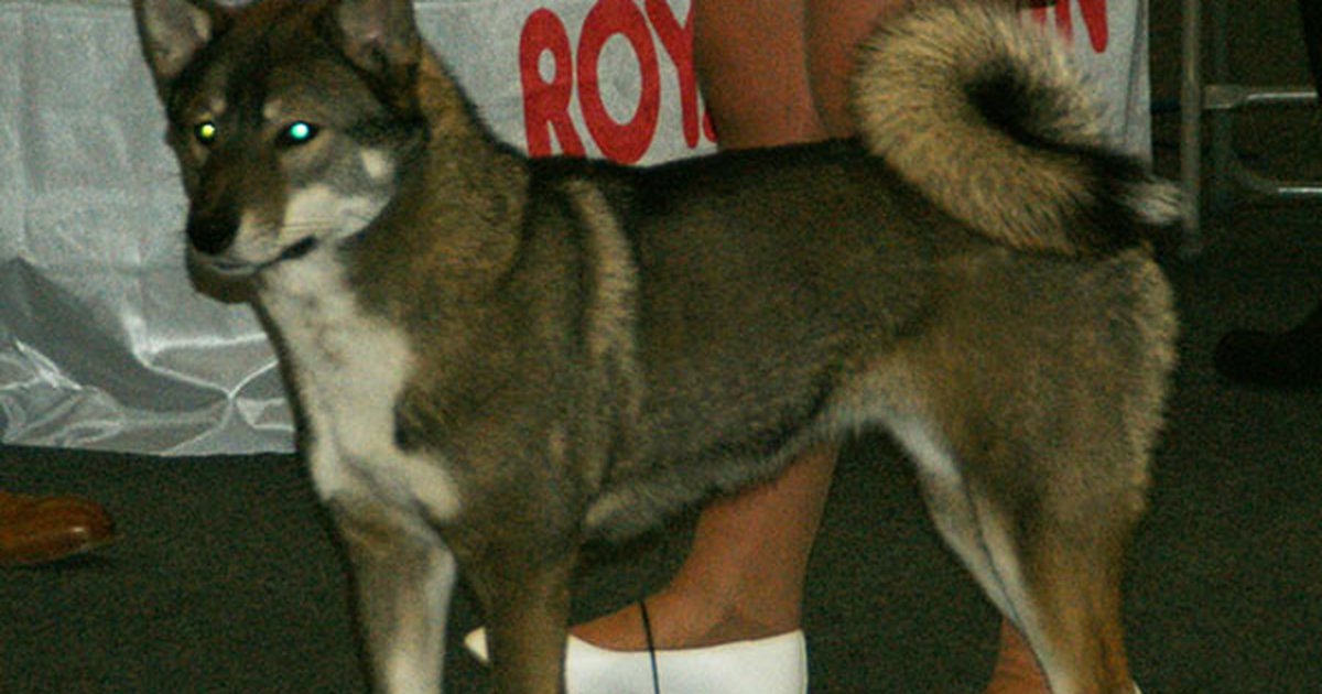 【完全保存版】四国犬の謎:なぜ「最も狼に近い」の? 高知の険しい山が磨いた孤高のハンター! 四国犬