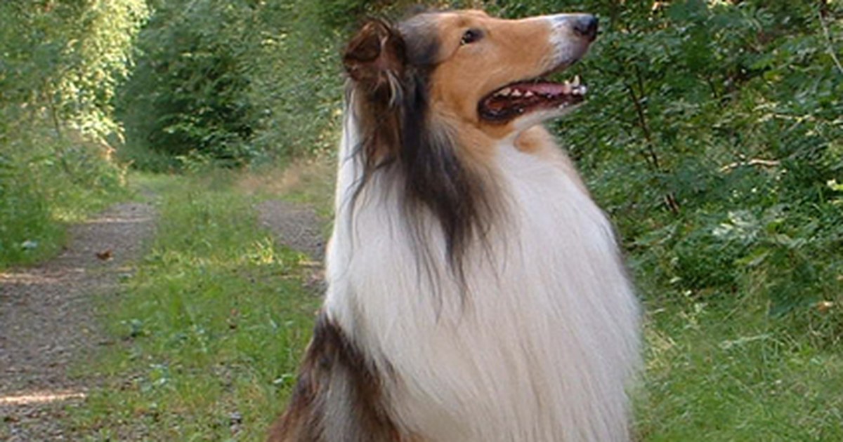 耳の大きな犬