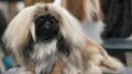 犬の耳掃除のやり方｜頻度・道具・安全なコツと受診の目安