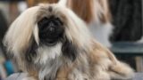 犬の耳掃除のやり方｜頻度・道具・安全なコツと受診の目安