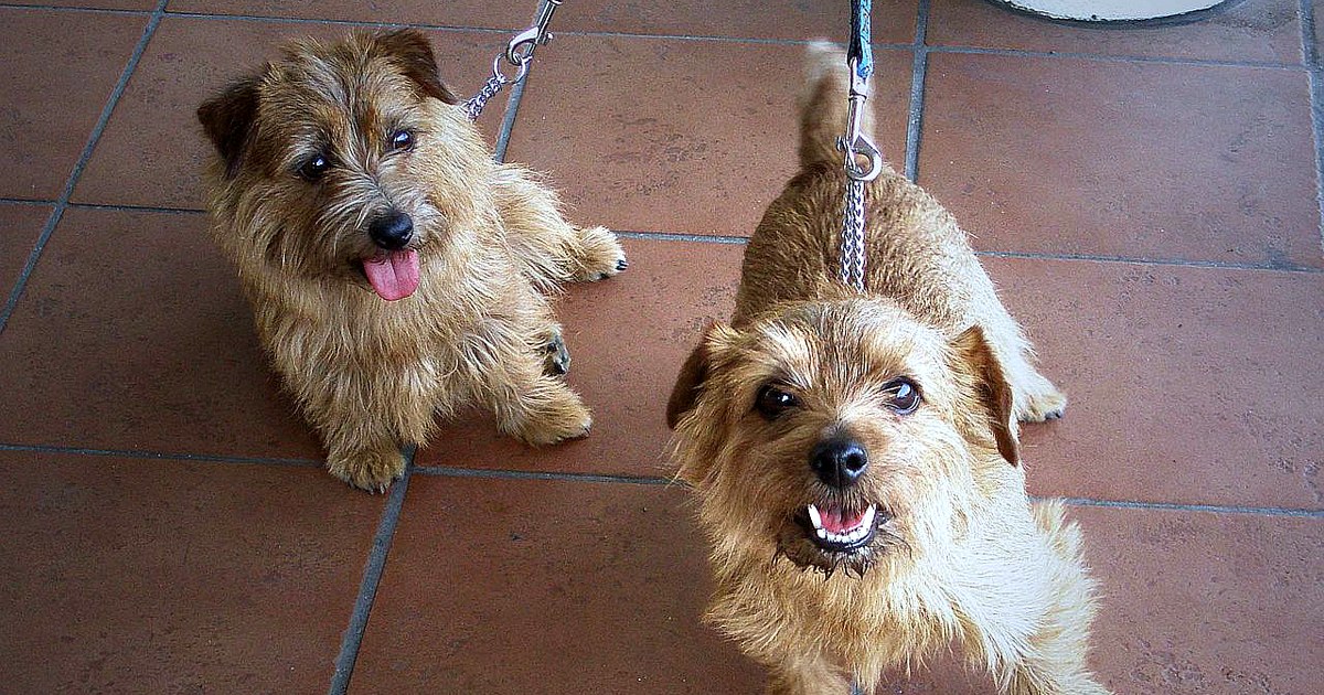お手入れされた小型犬