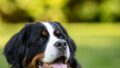 【2026年版】中型犬・大型犬におすすめのドッグフード比較｜失敗しない選び方と編集部の推し