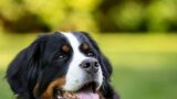 【2026年版】中型犬・大型犬におすすめのドッグフード比較｜失敗しない選び方と編集部の推し