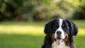 犬の梅雨の過ごし方｜運動不足・皮膚トラブル・食欲低下の対策