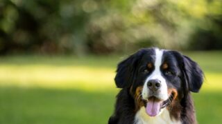 犬の梅雨の過ごし方｜運動不足・皮膚トラブル・食欲低下の対策