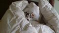 犬の涙やけのケア｜原因と自宅でできる対策・食事の見直し方