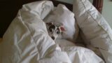 犬の涙やけのケア｜原因と自宅でできる対策・食事の見直し方