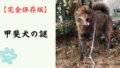 【完全保存版】甲斐犬の謎：なぜ「一代一主」と呼ばれる？　山岳地帯が生んだ虎毛のスピードスター！