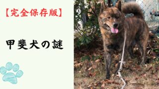 【完全保存版】甲斐犬の謎：なぜ「一代一主」と呼ばれる？　山岳地帯が生んだ虎毛のスピードスター！