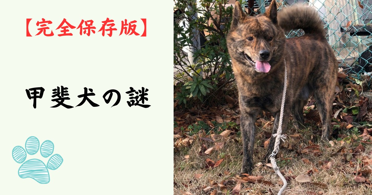 【完全保存版】甲斐犬の謎：なぜ「一代一主」と呼ばれる？　山岳地帯が生んだ虎毛のスピードスター！
