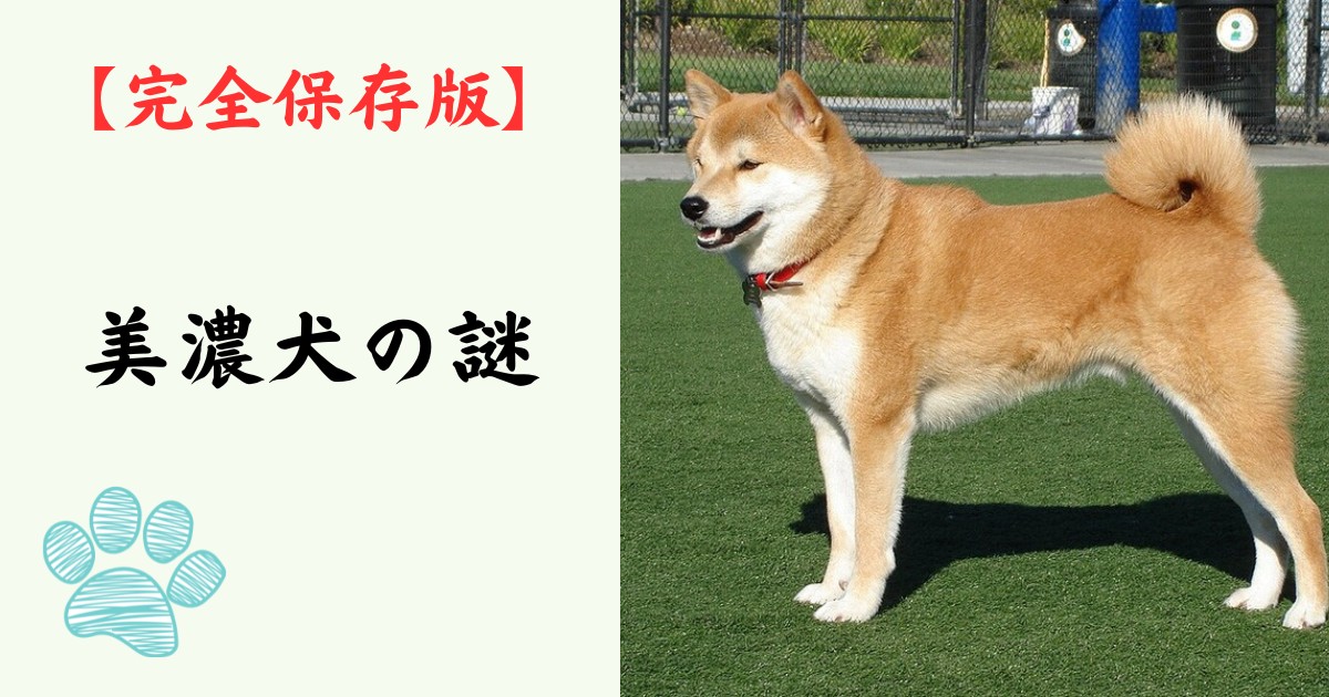 【完全保存版】美濃犬の謎：なぜ「幻の地犬」なの？　燃えるような緋赤に宿る不屈の生命力！