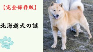 【完全保存版】北海道犬の謎：なぜ「雪原の勇者」なの？　アイヌと共にヒグマへ立ち向かった不屈の精神！