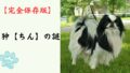 【完全保存版】狆（ちん）の謎：なぜ「日本最古の癒やし系」なの？　江戸の殿様を虜にした高貴な素顔！
