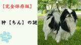 【完全保存版】狆（ちん）の謎：なぜ「日本最古の癒やし系」なの？　江戸の殿様を虜にした高貴な素顔！
