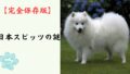 【完全保存版】日本スピッツの謎：なぜ「真っ白な笑顔」なの？　昭和のブームから復活した貴公子の素顔！