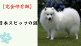 【完全保存版】日本スピッツの謎：なぜ「真っ白な笑顔」なの？　昭和のブームから復活した貴公子の素顔！