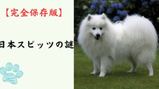【完全保存版】日本スピッツの謎：なぜ「真っ白な笑顔」なの？　昭和のブームから復活した貴公子の素顔！