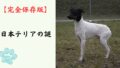 【完全保存版】日本テリアの謎：なぜ「お座敷の貴公子」なの？　日本唯一の短毛テリアが持つ繊細な美学！