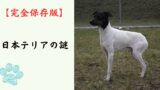 【完全保存版】日本テリアの謎：なぜ「お座敷の貴公子」なの？　日本唯一の短毛テリアが持つ繊細な美学！