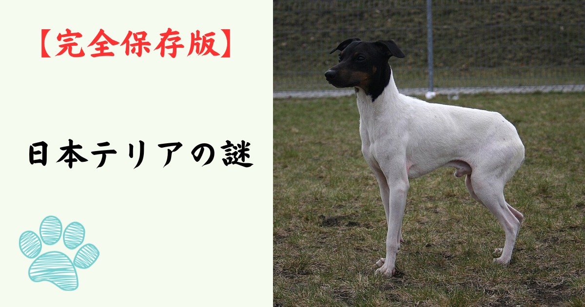 【完全保存版】日本テリアの謎:なぜ「お座敷の貴公子」なの? 日本唯一の短毛テリアが持つ繊細な美学! 【完全保存版】日本テリアの謎:なぜ「お座敷の貴公子」なの? 日本唯一の短毛テリアが持つ繊細な美学!