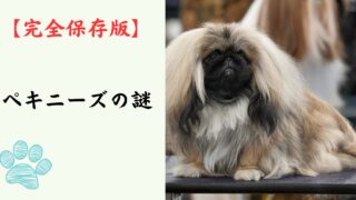 【完全保存版】ペキニーズの謎：なぜ「宮廷の神獣」なの？　獅子の心を持つ高貴な鼻ぺちゃ犬！