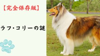 【完全保存版】ラフ・コリーの謎：なぜ「永遠の名犬」なの？　優雅な飾り毛に隠された驚異の知性と忠誠心！