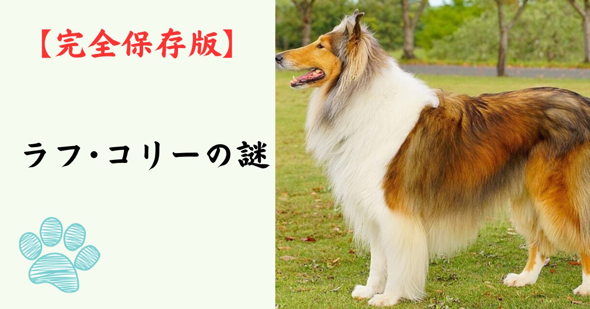 【完全保存版】ラフ・コリーの謎：なぜ「永遠の名犬」なの？　優雅な飾り毛に隠された驚異の知性と忠誠心！