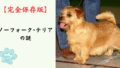 【完全保存版】ノーフォーク・テリアの謎：なぜ「小さな悪魔」なの？　愛らしい垂れ耳に秘めた不屈のハンター魂！