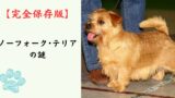 【完全保存版】ノーフォーク・テリアの謎：なぜ「小さな悪魔」なの？　愛らしい垂れ耳に秘めた不屈のハンター魂！