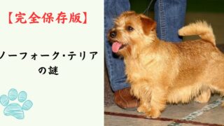 【完全保存版】ノーフォーク・テリアの謎：なぜ「小さな悪魔」なの？　愛らしい垂れ耳に秘めた不屈のハンター魂！