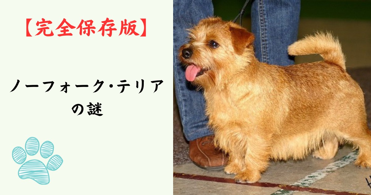 【完全保存版】ノーフォーク・テリアの謎：なぜ「小さな悪魔」なの？　愛らしい垂れ耳に秘めた不屈のハンター魂！