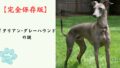 【完全保存版】イタリアン・グレーハウンドの謎：なぜ「イタリアの宝石」なの？　極上の優雅さと、驚きの身体能力！