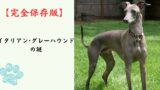 【完全保存版】イタリアン・グレーハウンドの謎：なぜ「イタリアの宝石」なの？　極上の優雅さと、驚きの身体能力！