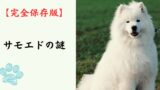 【完全保存版】サモエドの謎：なぜ「サモエド・スマイル」なの？　極寒のシベリアが育んだ白い微笑みの天使！