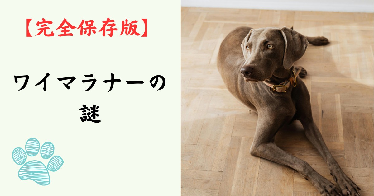 【完全保存版】ワイマラナーの謎:なぜ「銀色のゴースト」なの? 気品と情熱を秘めた貴族のハンター! 【完全保存版】ワイマラナーの謎:なぜ「銀色のゴースト」なの? 気品と情熱を秘めた貴族のハンター!