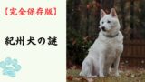 【完全保存版】紀州犬の謎：なぜ「猪猟の勇者」なの？　静寂の中に秘めた驚異の身体能力！