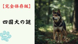 【完全保存版】四国犬の謎：なぜ「最も狼に近い」の？　高知の険しい山が磨いた孤高のハンター！