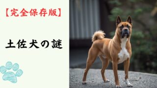 【完全保存版】土佐犬の謎：なぜ「最強の横綱」なの？　強靭な肉体と静かなる慈愛を持つ守護者！