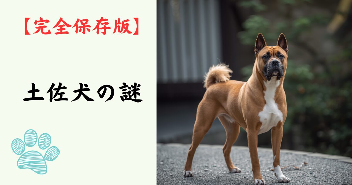 【完全保存版】土佐犬の謎：なぜ「最強の横綱」なの？　強靭な肉体と静かなる慈愛を持つ守護者！