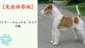【完全保存版】ワイアー・フォックス・テリアの謎：なぜ「キツネ狩りの達人」なの？　針金のような被毛と抜群の知性の秘密！