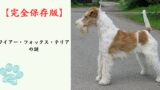 【完全保存版】ワイアー・フォックス・テリアの謎：なぜ「キツネ狩りの達人」なの？　針金のような被毛と抜群の知性の秘密！