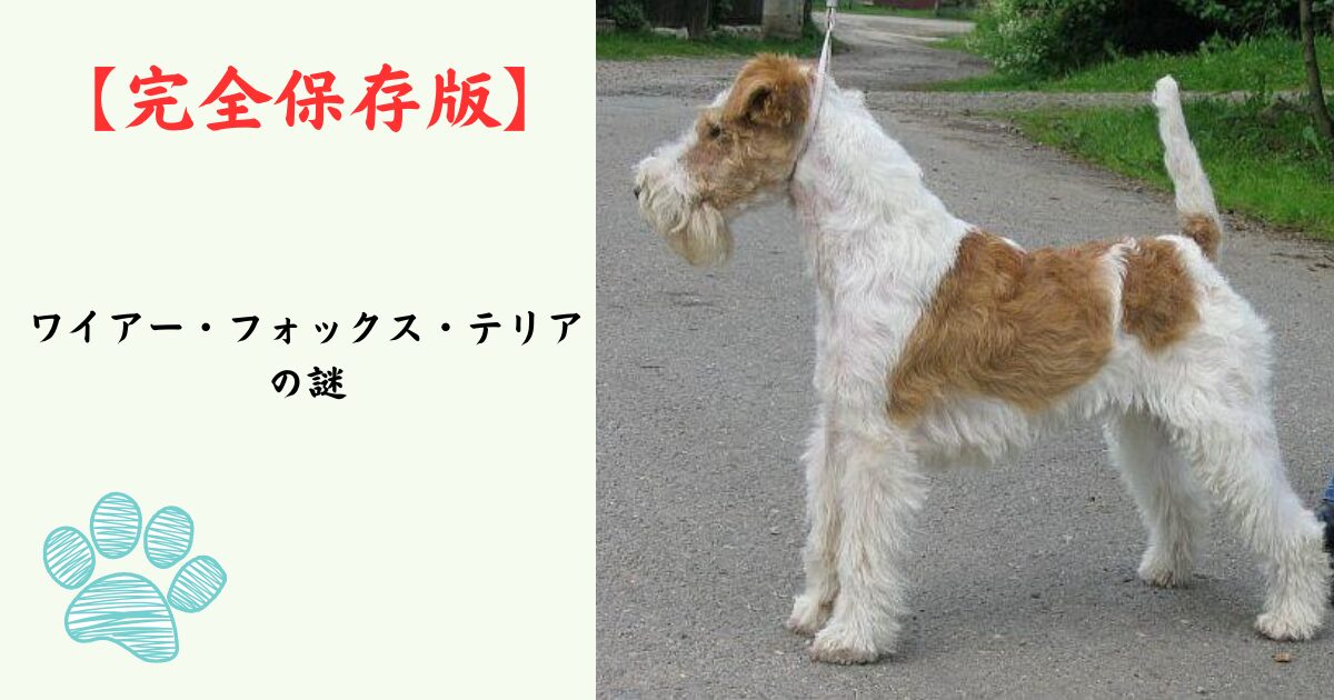 【完全保存版】ワイアー・フォックス・テリアの謎：なぜ「キツネ狩りの達人」なの？　針金のような被毛と抜群の知性の秘密！