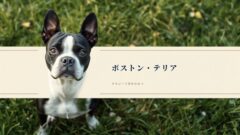 【完全保存版】ボストン・テリアの謎：なぜ「タキシードを着た紳士」なの？闘犬から伴侶犬になった100年