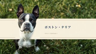 【完全保存版】ボストン・テリアの謎：なぜ「タキシードを着た紳士」なの？闘犬から伴侶犬になった100年