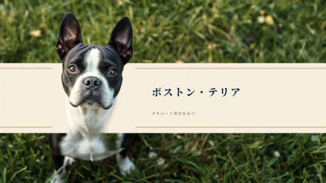 【完全保存版】ボストン・テリアの謎：なぜ「タキシードを着た紳士」なの？闘犬から伴侶犬になった100年