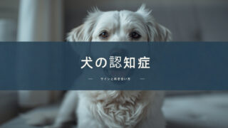 犬の認知症のサインと向き合い方｜夜鳴き・徘徊への対応と、受診すべき目安